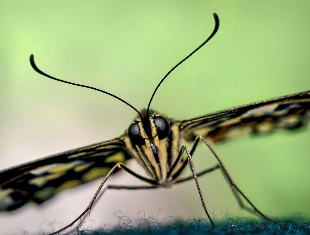 Photograph by Максим Кольцов