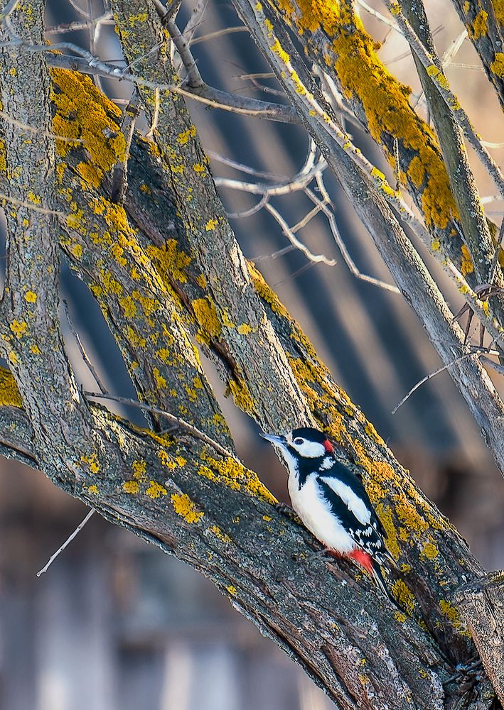 Photograph by Александр Шуршиков