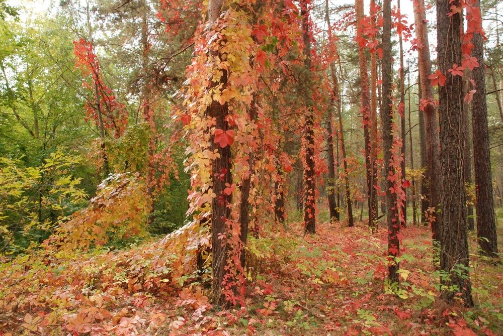 Фотография автора Linards Onzuls