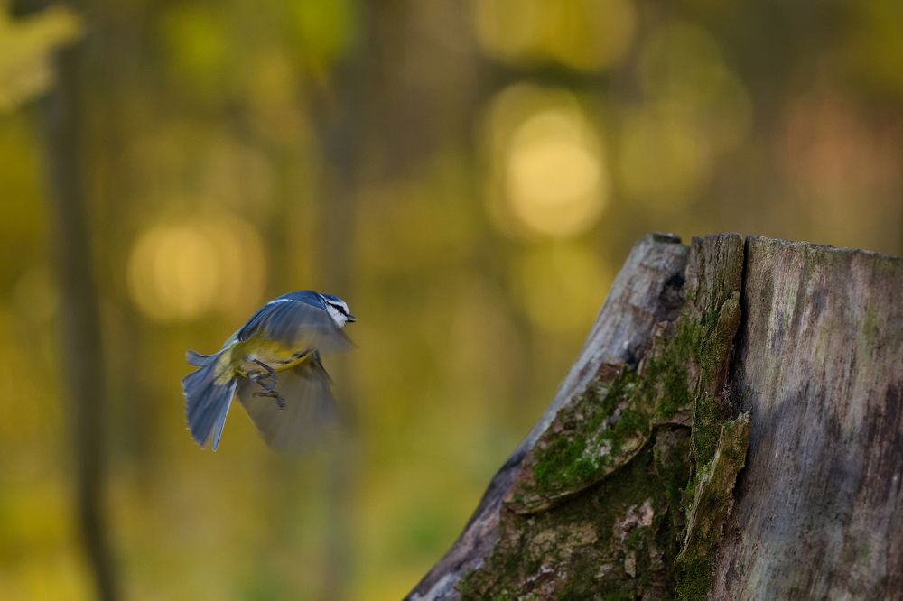 Фотография автора Владимир Коровяковский