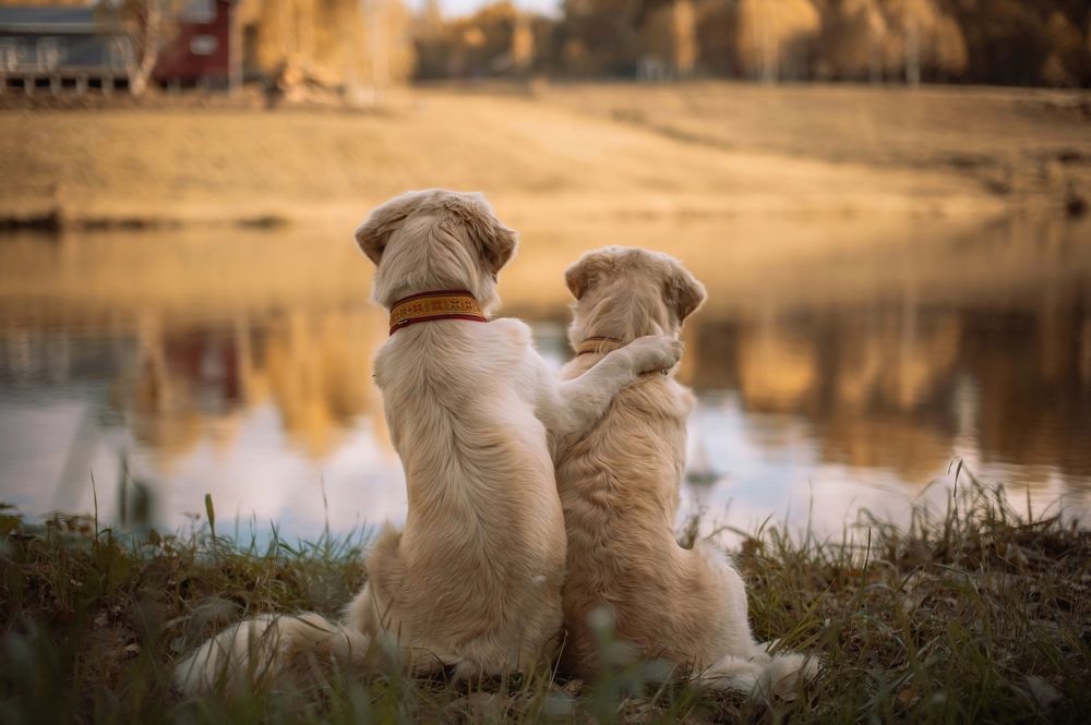 Photograph by Елена Раздвилова