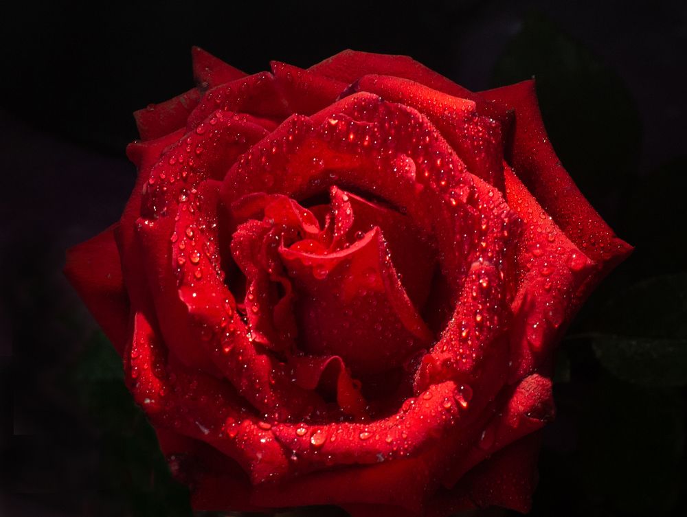 Photograph by Елена Куртеева