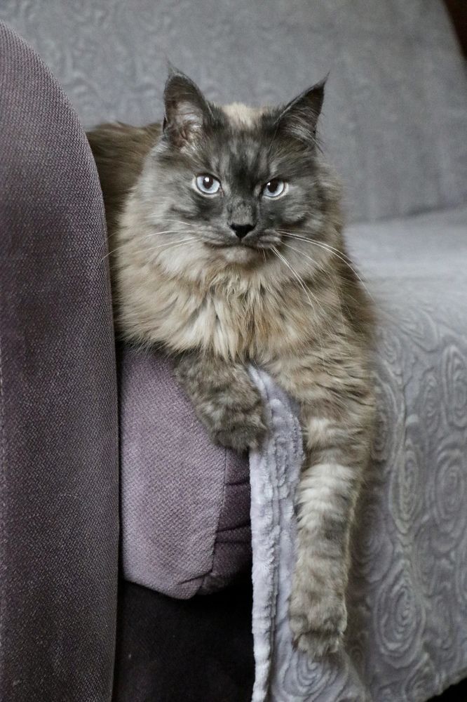 Кот домосед.