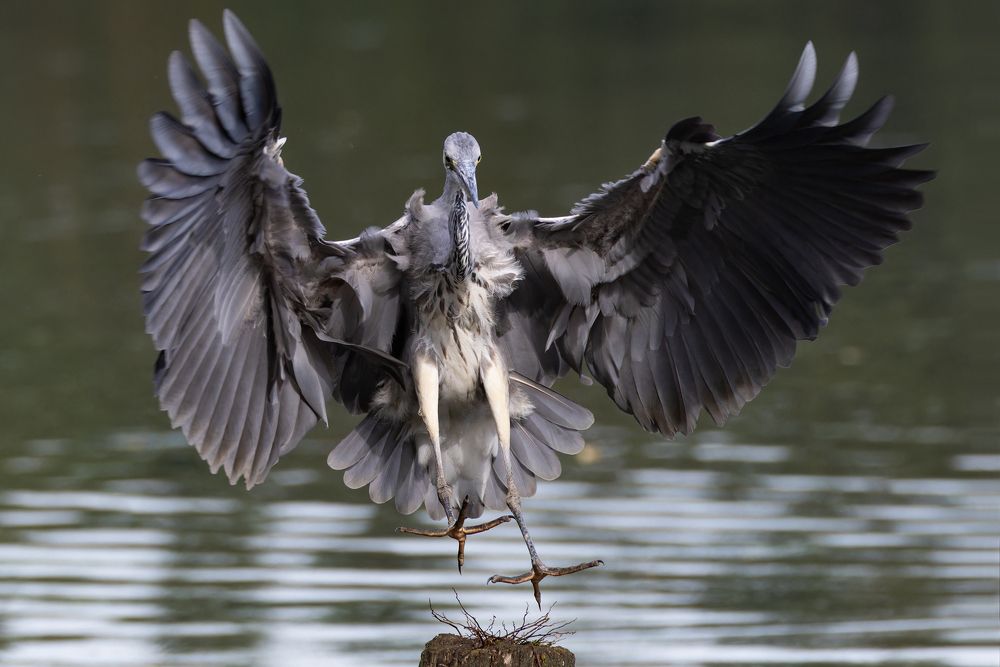 Серая цапля. (Ardea cinerea)