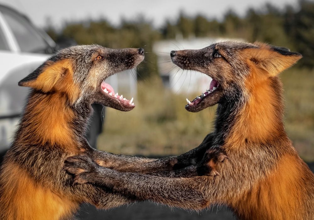 Photograph by Вероника Ливанова