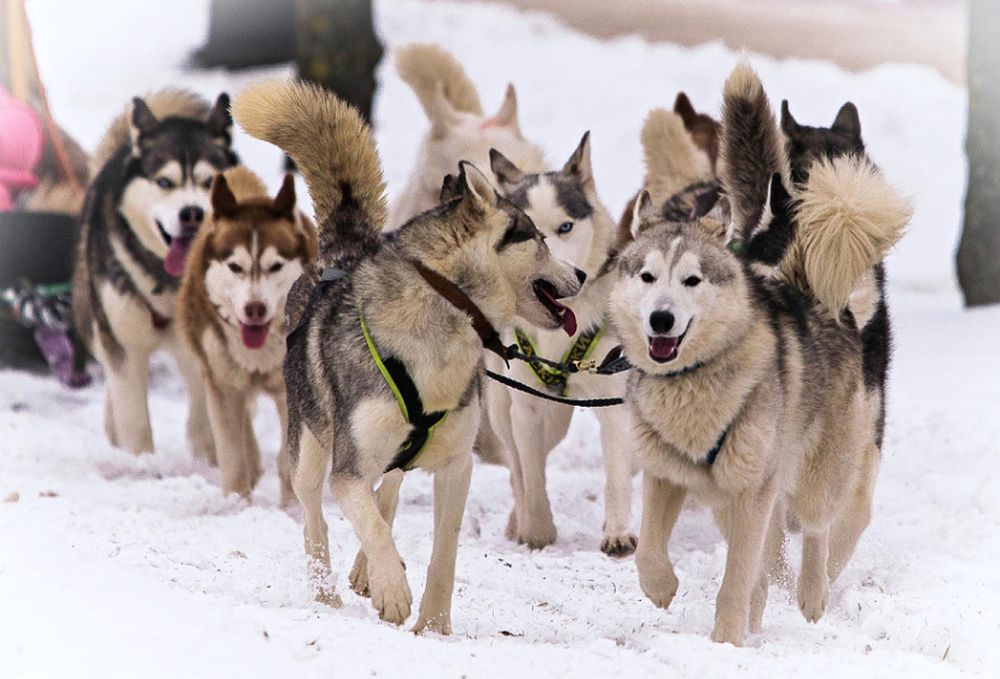 Photograph by Сергей Басов