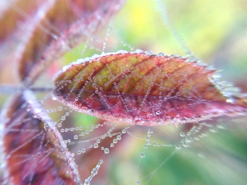 Photograph by Ирина Чагина