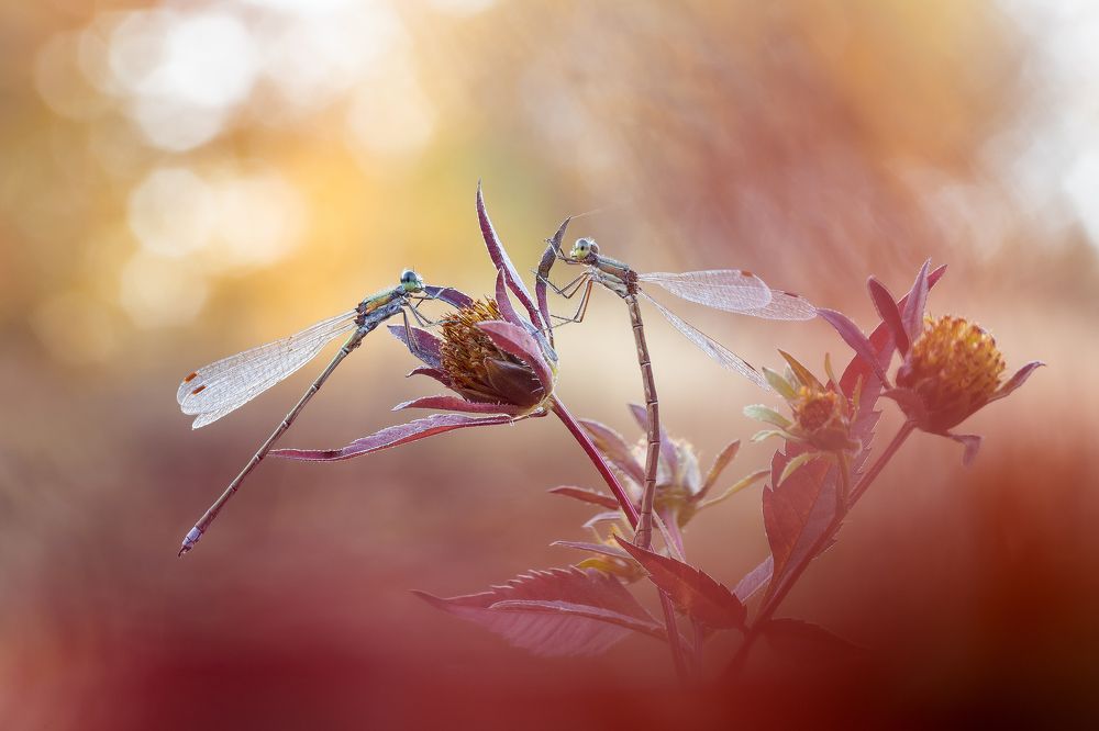 Photograph by Кузнецов Дмитрий