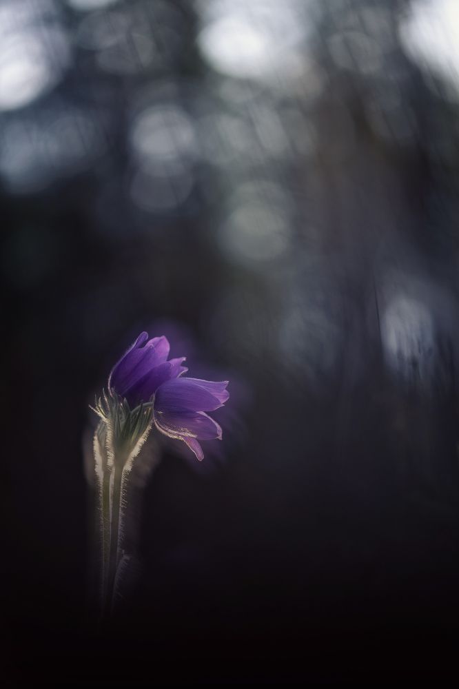 Photograph by Кузнецов Дмитрий