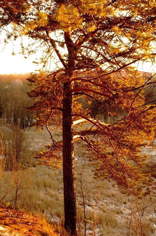 Янтарная сосна