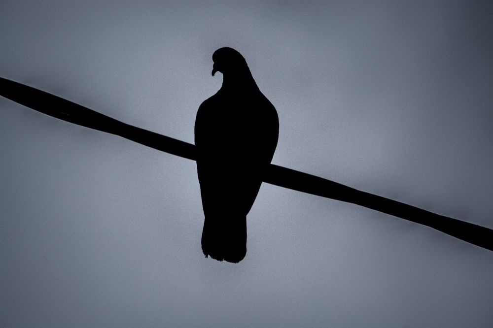 Photograph by Анна Савина