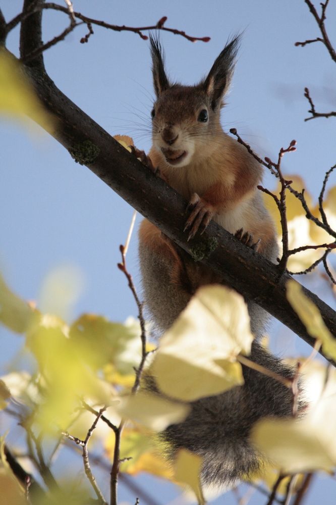 Фотография автора Татьяна Шебаршенко