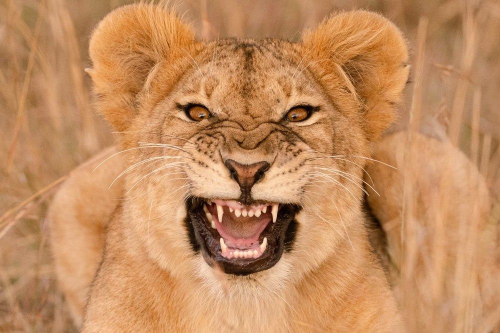 Photograph by Logeswaranathan Mohanaraj