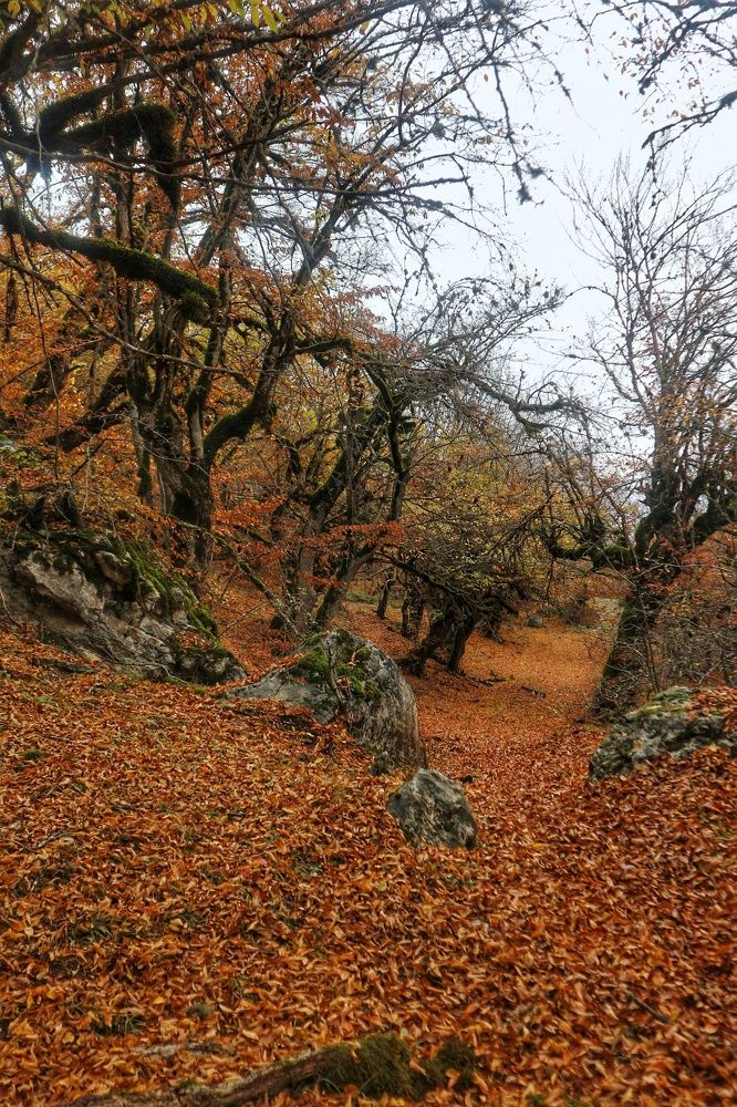 Photograph by Seyed-Sajad Hamedheydari