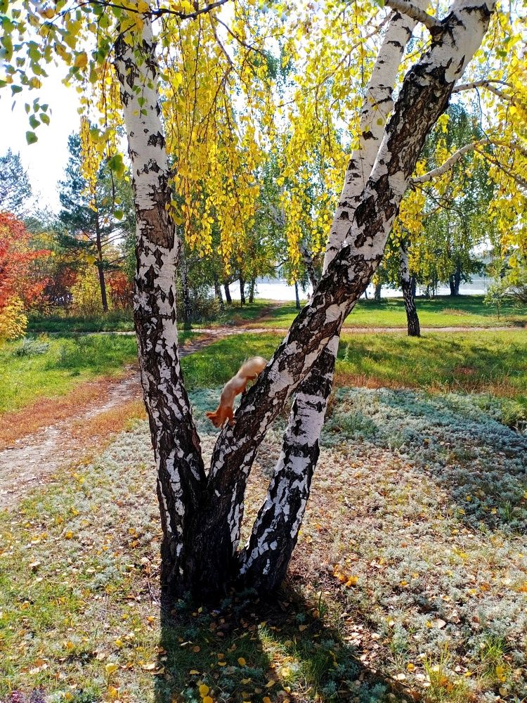 Солнечная осень