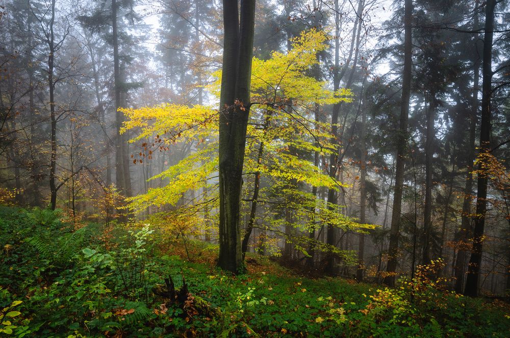 Photograph by Mirosław Pruchnicki