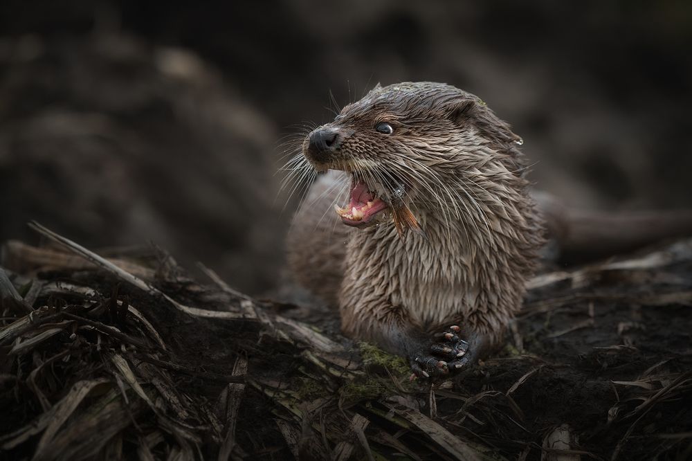 Фотография автора Рудченко Ольга