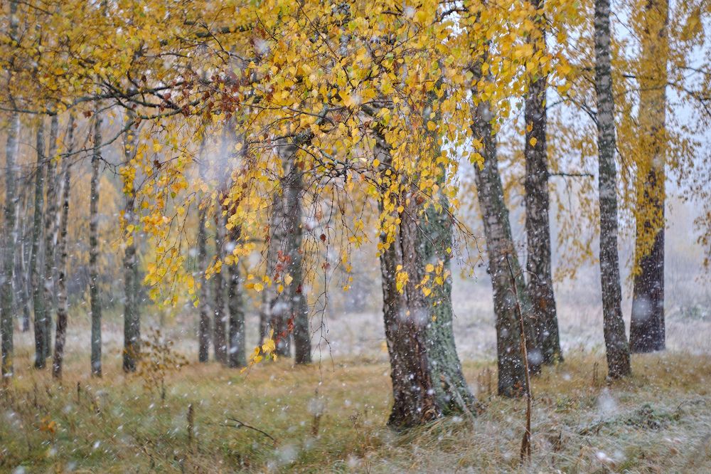 Photograph by Горшков Игорь