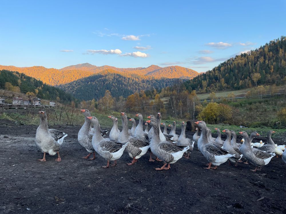 В горах Алтая