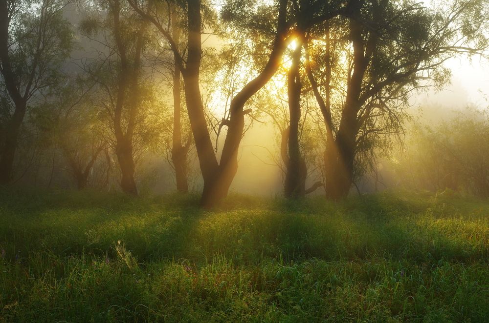 Photograph by Сергей Шляга