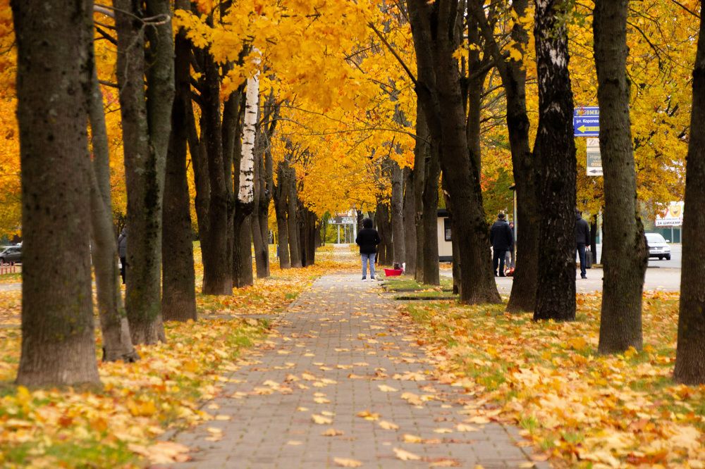 Фотография автора Алексей Борисов