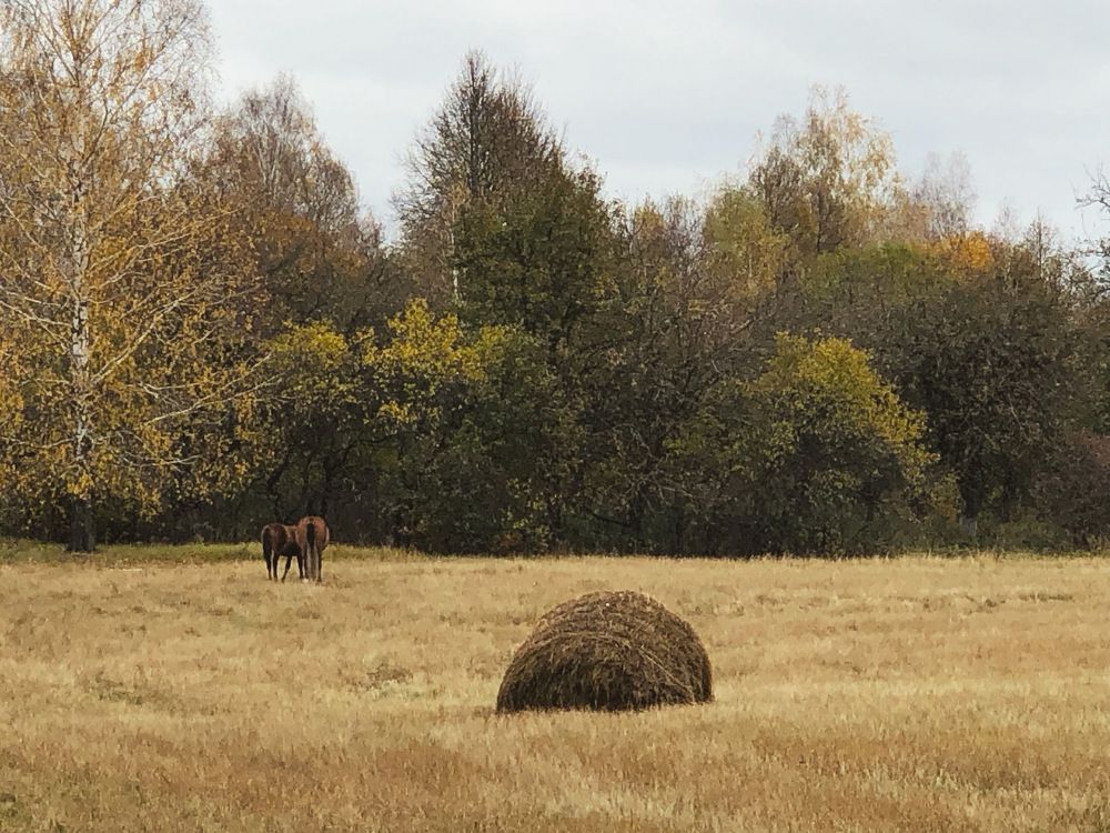 Photograph by Halina Mitsevich