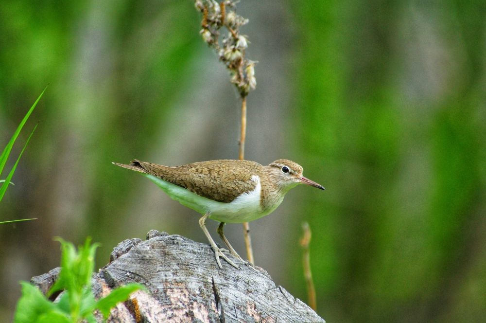 «Кулик перевозчик»
