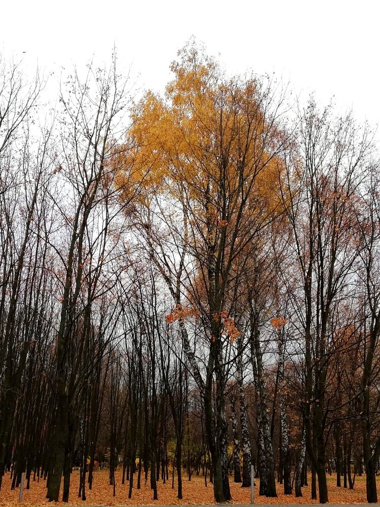 Photograph by Galina Novichkova