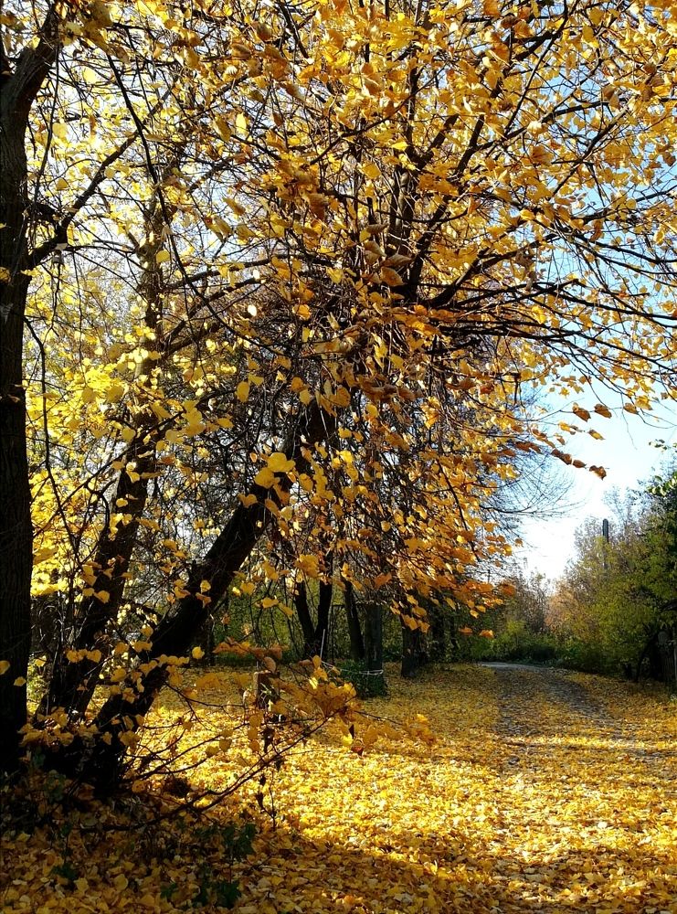 Photograph by Galina Novichkova