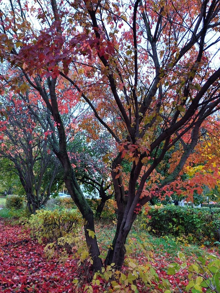 Photograph by Galina Novichkova