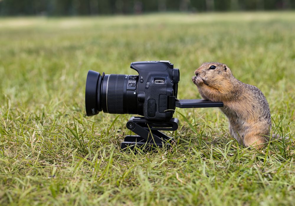 Photograph by Сергей Лапин