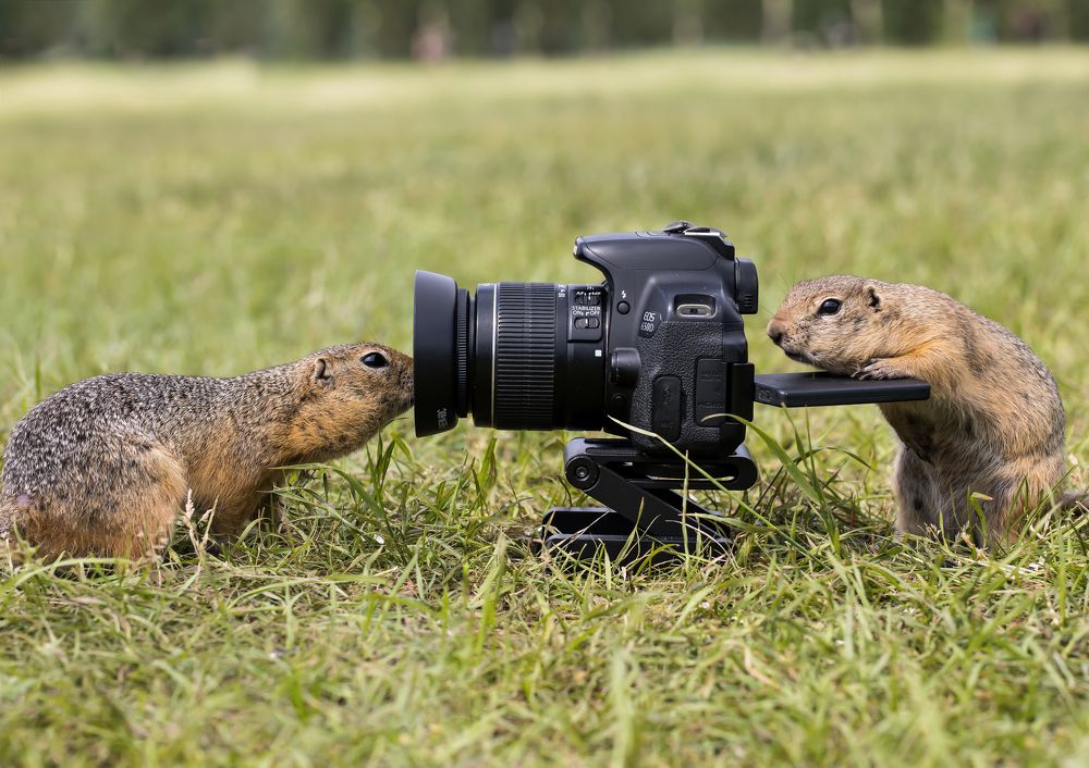 Photograph by Сергей Лапин