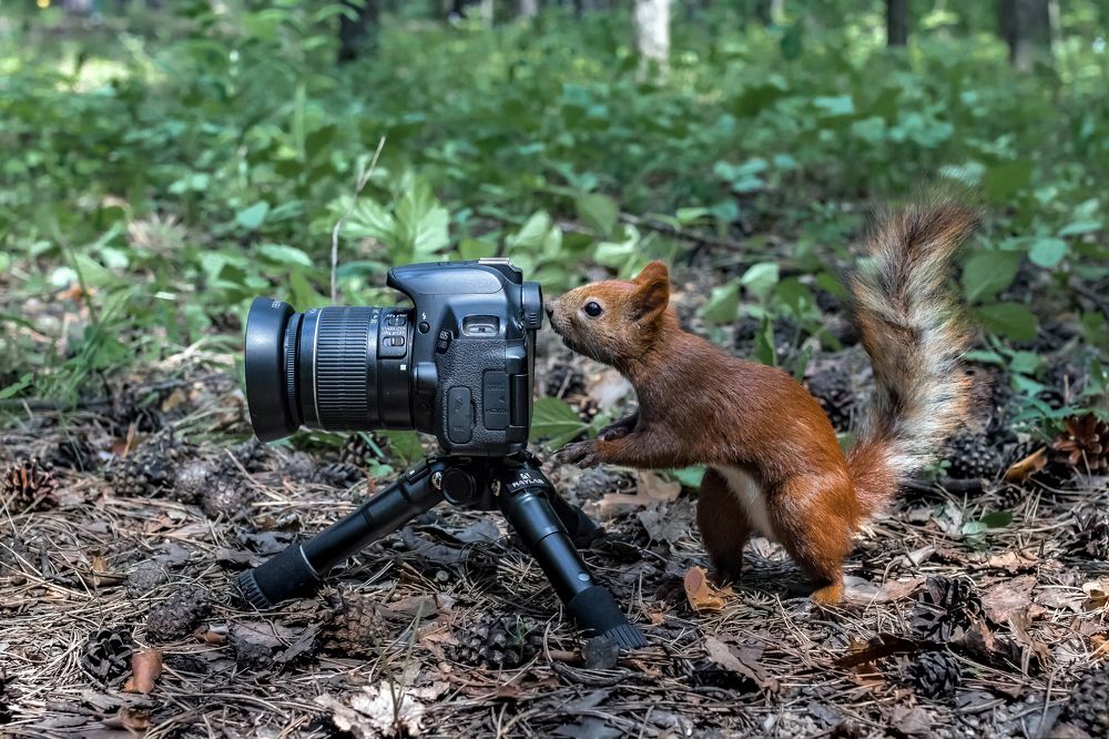 Photograph by Сергей Лапин