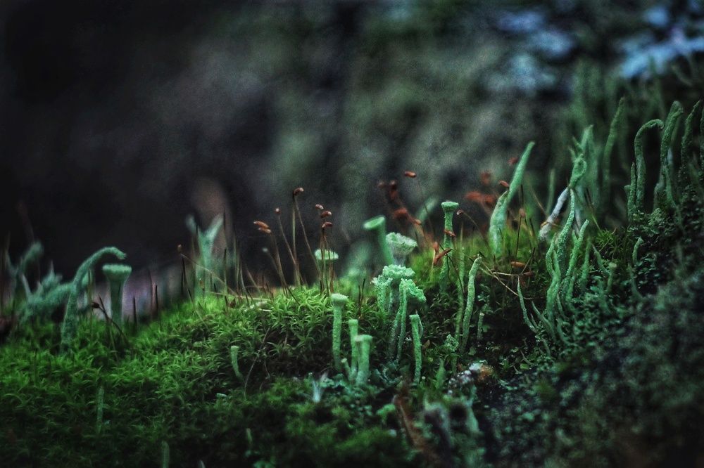 Photograph by Инна Карасева