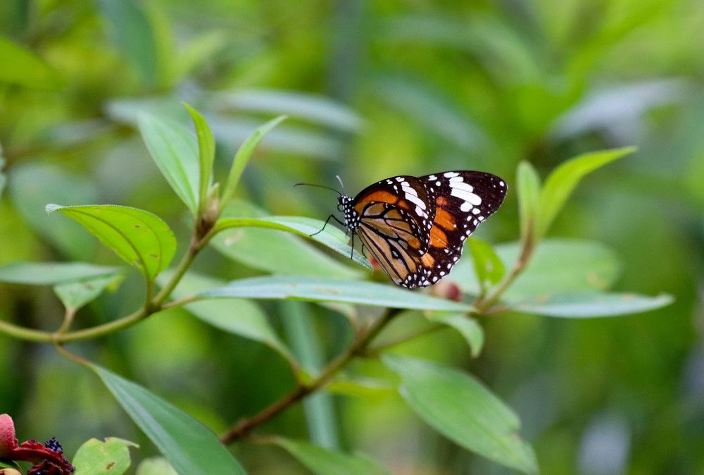 Photograph by Menula Dharmathilake