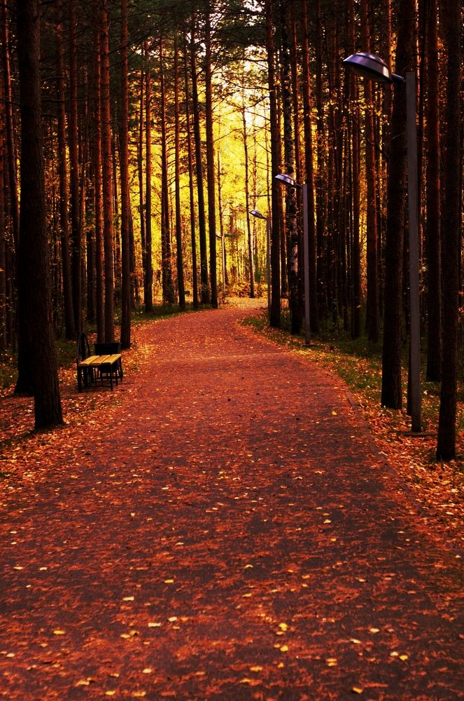 Красная дорожка