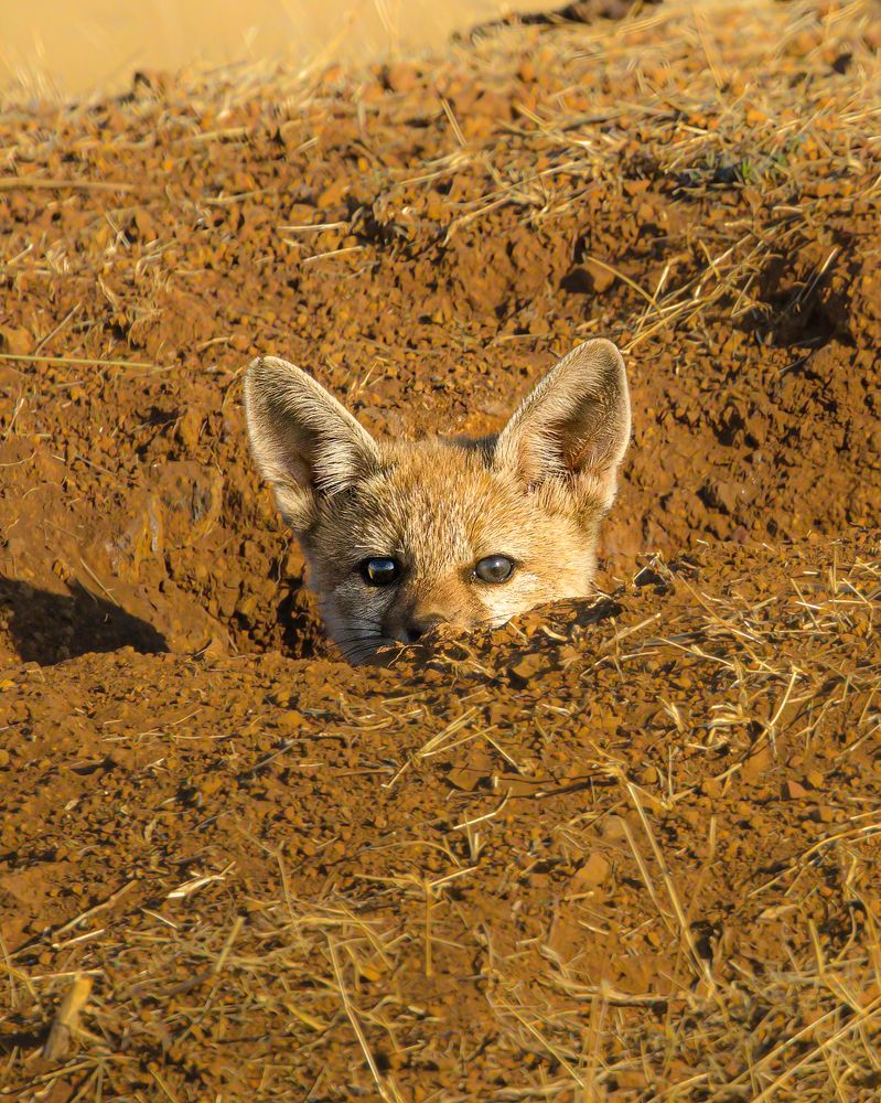 Nature’s naive beauty