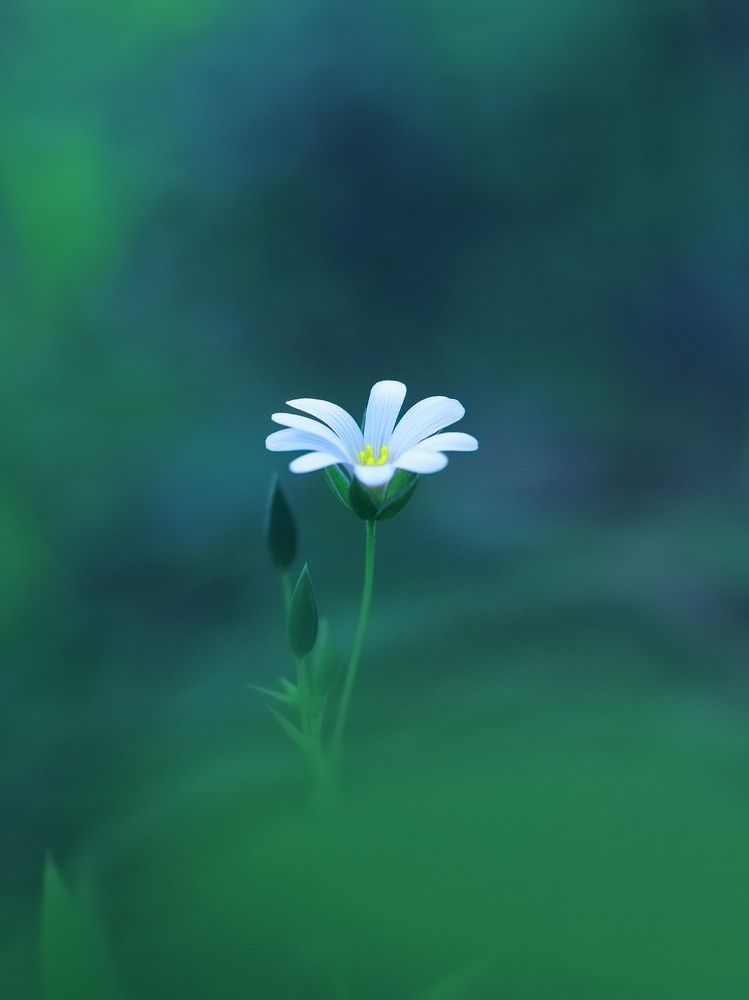 Фотография автора Foto