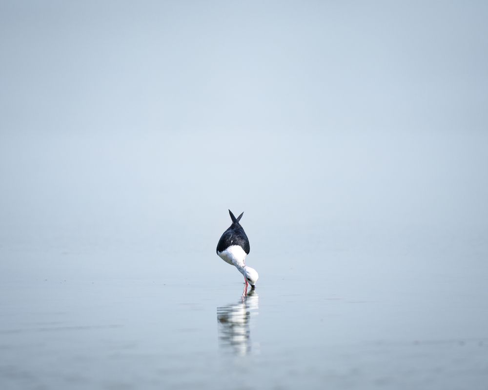 Photograph by Ashik S