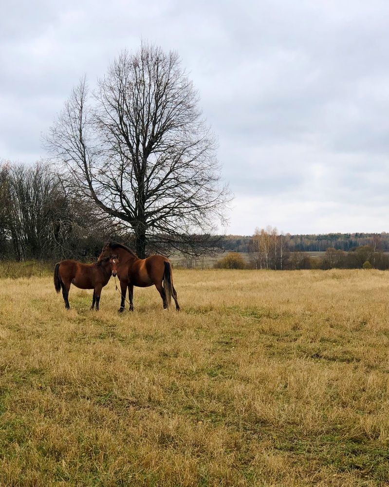 Photograph by Halina Mitsevich