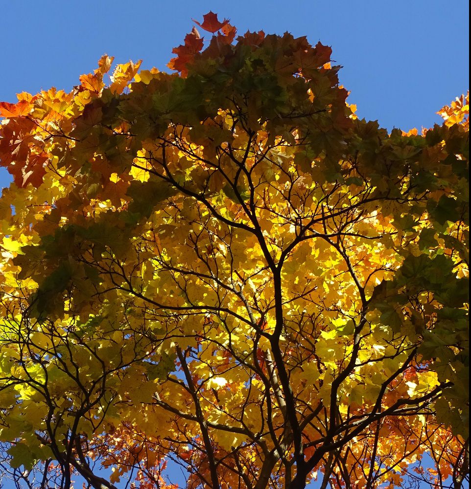 Краски осени горят! Automn colors are burning!