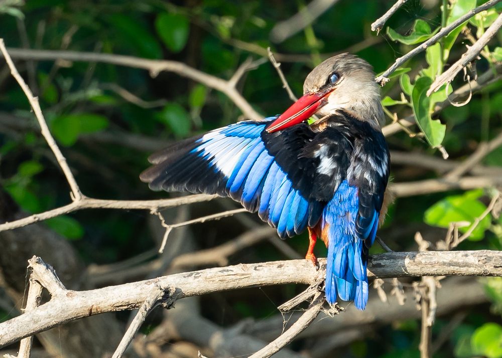 Photograph by Irvin Sabastian Nellikunnel Jose