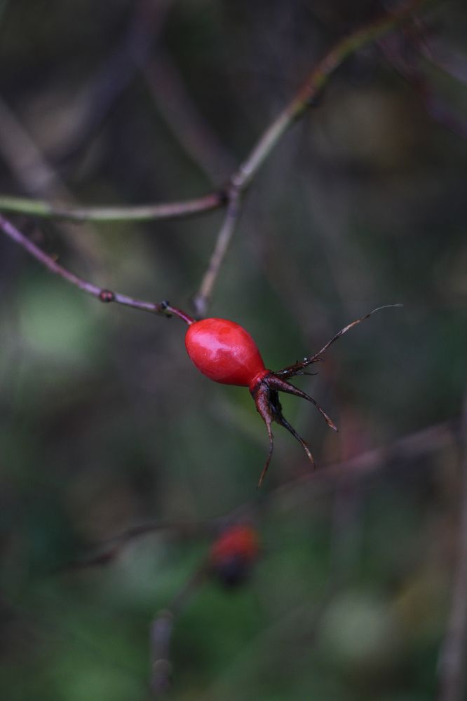 Photograph by Katerina Makhtadui