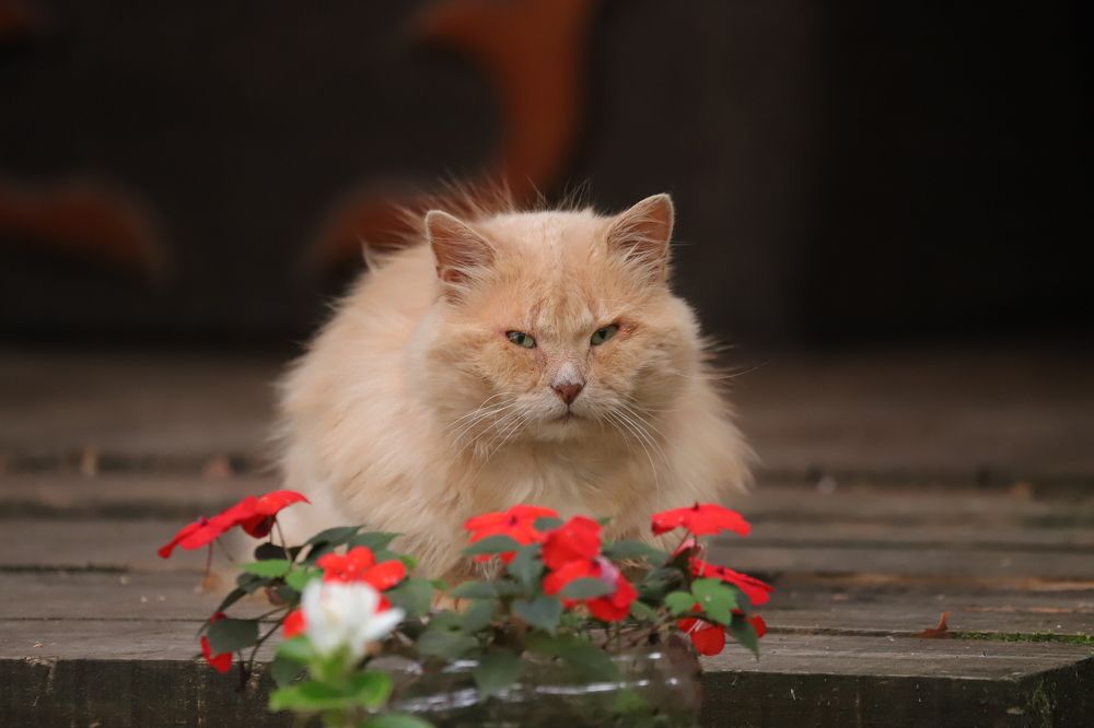 Photograph by Алексей