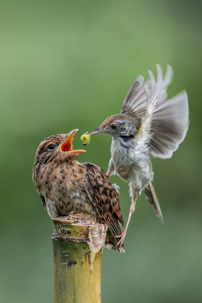 Photograph by TRAN HAI DUONG
