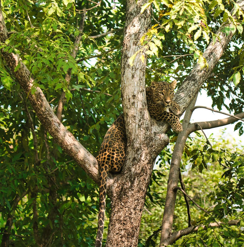 Photograph by Snehanand Sinha