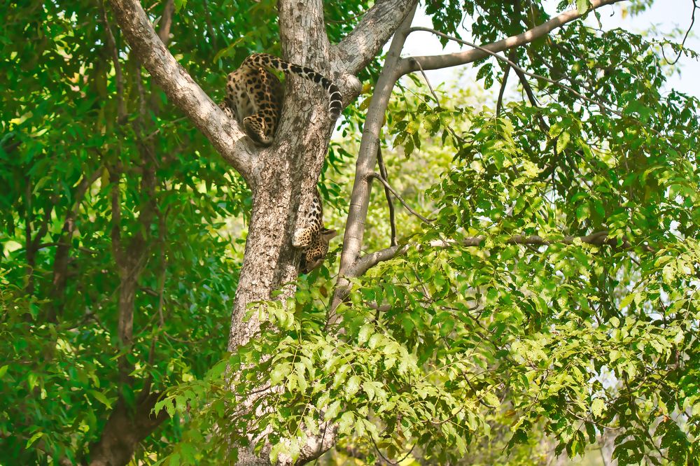 Photograph by Snehanand Sinha