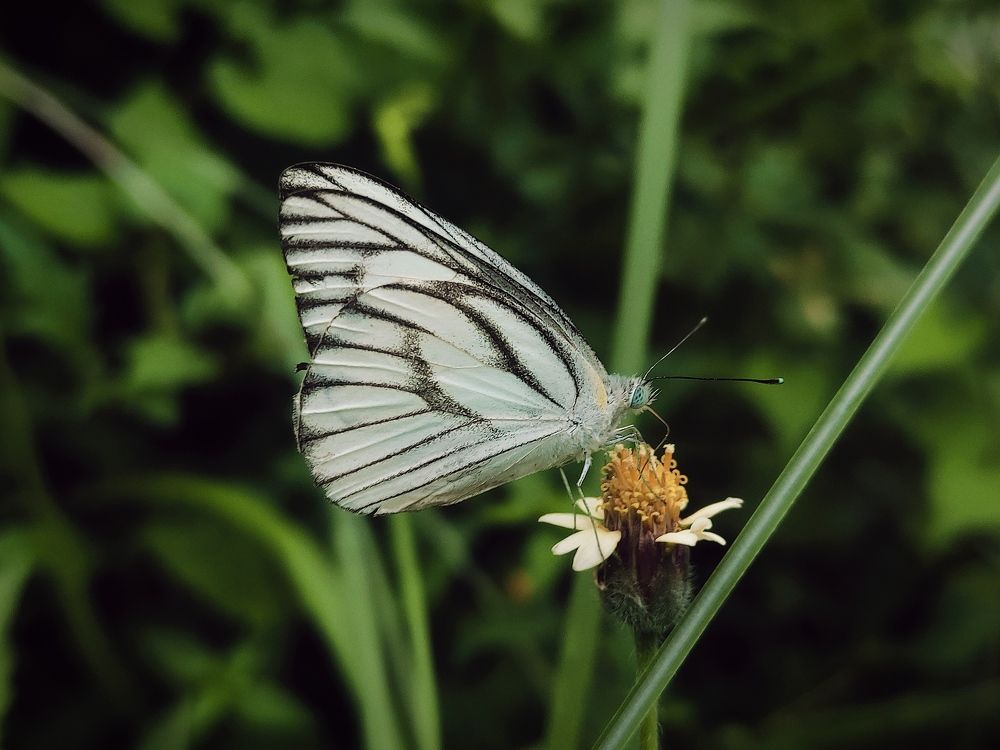 Photograph by MD Rakib Hossain Ontu