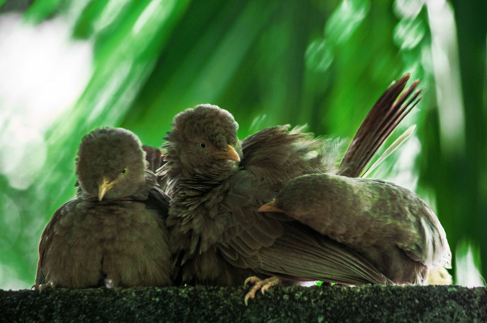 Photograph by Chamara Sulakkhana Polwatta Siriyalage