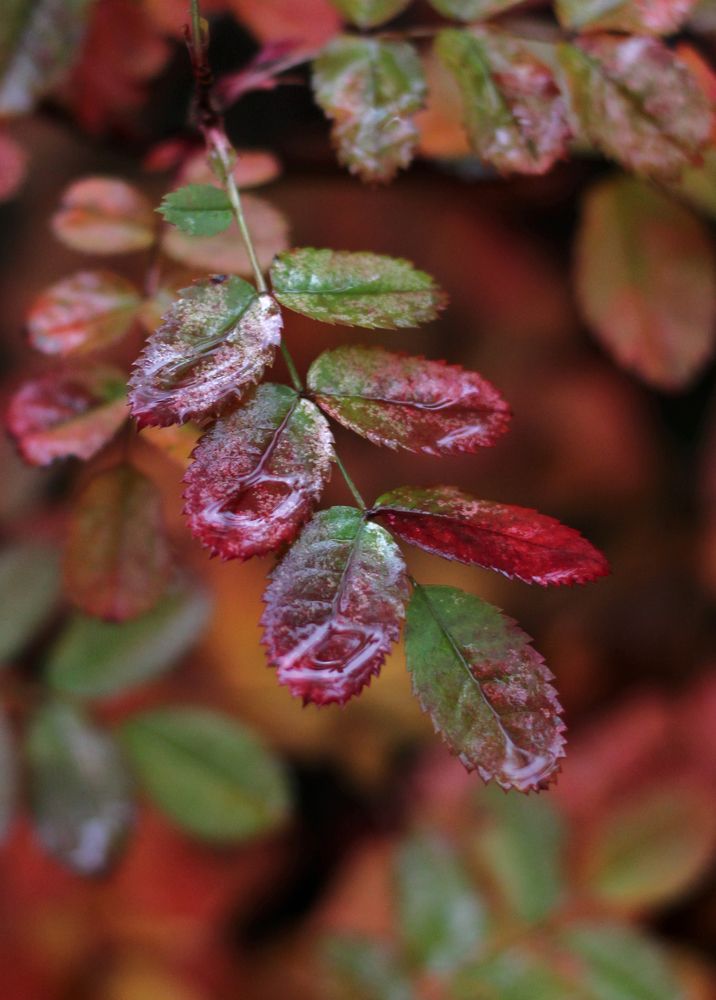 Photograph by Katerina Makhtadui